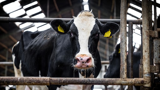 Forse ingreep in veestapel om natuurdoelen te bereiken