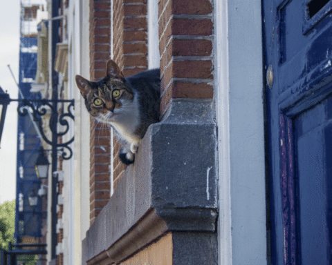 Haarlemse rechtbank bepaalt dat katten buiten mogen, ondanks risico voor vogels