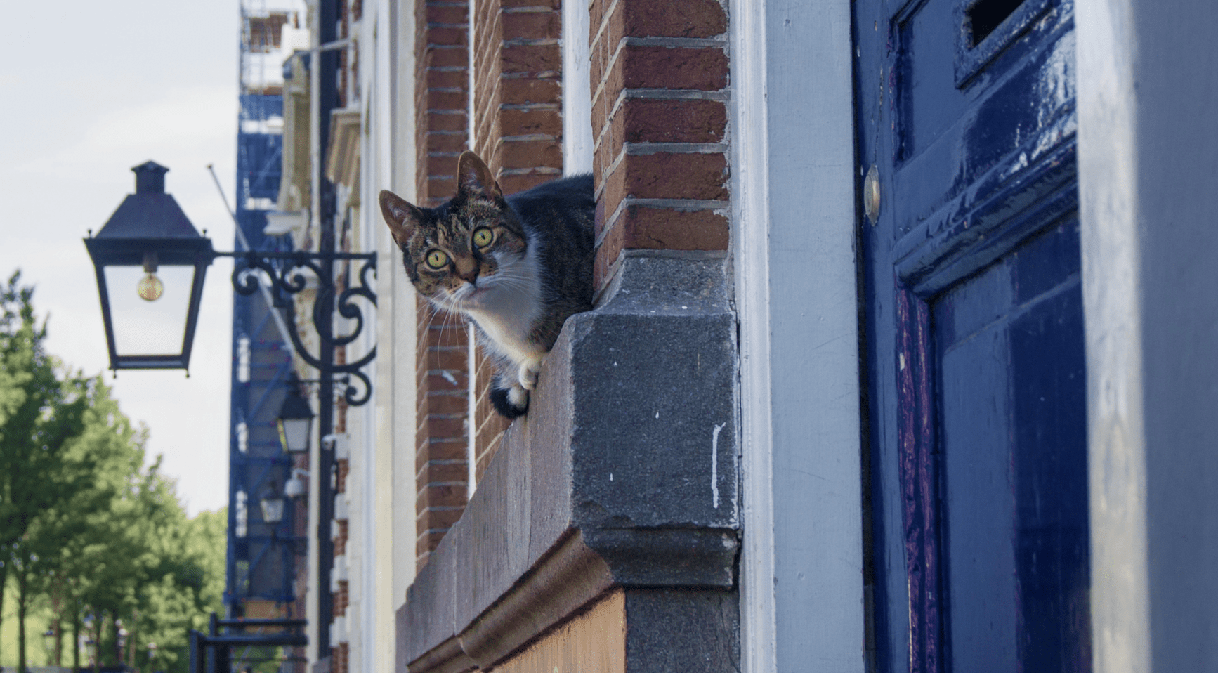 Haarlemse rechtbank bepaalt dat katten buiten mogen, ondanks risico voor vogels