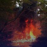 Half miljoen bijen verbrand door brandstichting in Almere tijdens incident in Beatrixpark