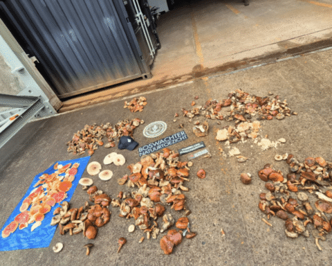 Handhavers spoor 36,5 kg illegaal geplukte paddenstoelen uit natuurgebied Utrecht
