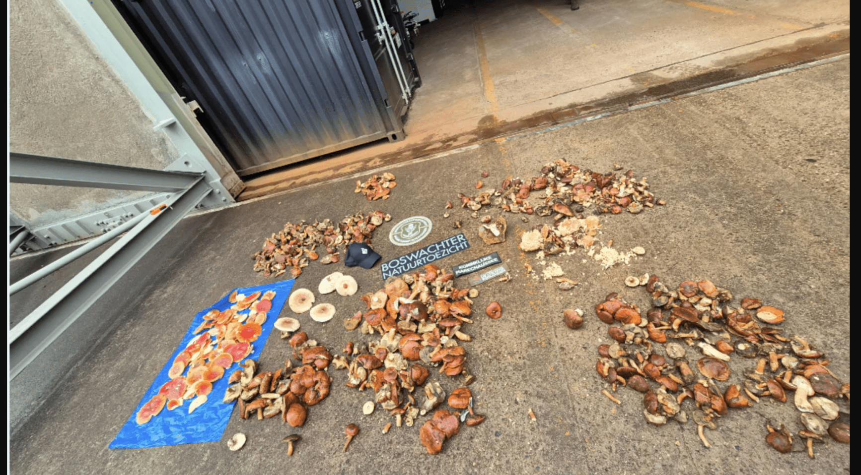 Handhavers spoor 36,5 kg illegaal geplukte paddenstoelen uit natuurgebied Utrecht