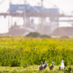 Havenbedrijf Rotterdam ontwikkelt natuurinclusieve visie voor haven tot 2050