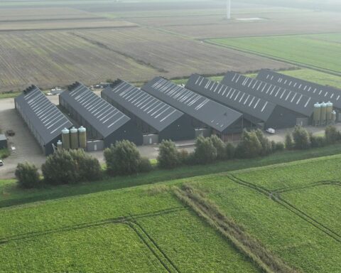 Landelijke ophokplicht na uitbraak van vogelgriep in Drenthe