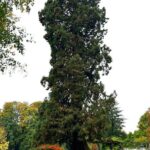 Mammoetboom van 35 meter in Enschede uitgeroepen tot Boom van het Jaar 2025