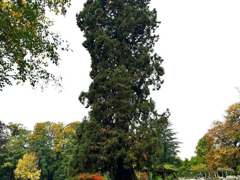 Mammoetboom van 35 meter in Enschede uitgeroepen tot Boom van het Jaar 2025