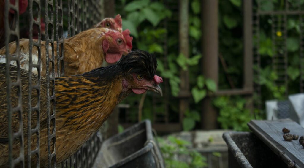 Ministerie van Landbouw geeft opdracht om alle pluimvee binnenshuis te houden vanwege uitbraak van vogelgriep