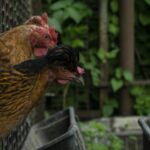 Ministerie van Landbouw geeft opdracht om alle pluimvee binnenshuis te houden vanwege uitbraak van vogelgriep