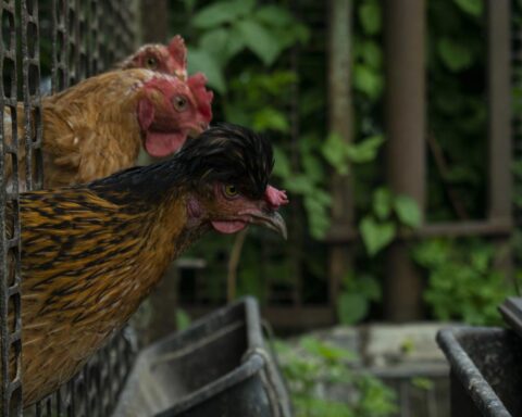 Ministerie van Landbouw geeft opdracht om alle pluimvee binnenshuis te houden vanwege uitbraak van vogelgriep