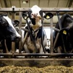 Natuur- en klimaatdoelen voor 2050 haalbaar, maar grote uitdagingen blijven bestaan