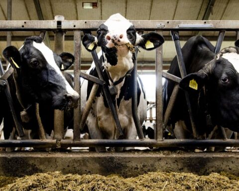 Natuur- en klimaatdoelen voor 2050 haalbaar, maar grote uitdagingen blijven bestaan
