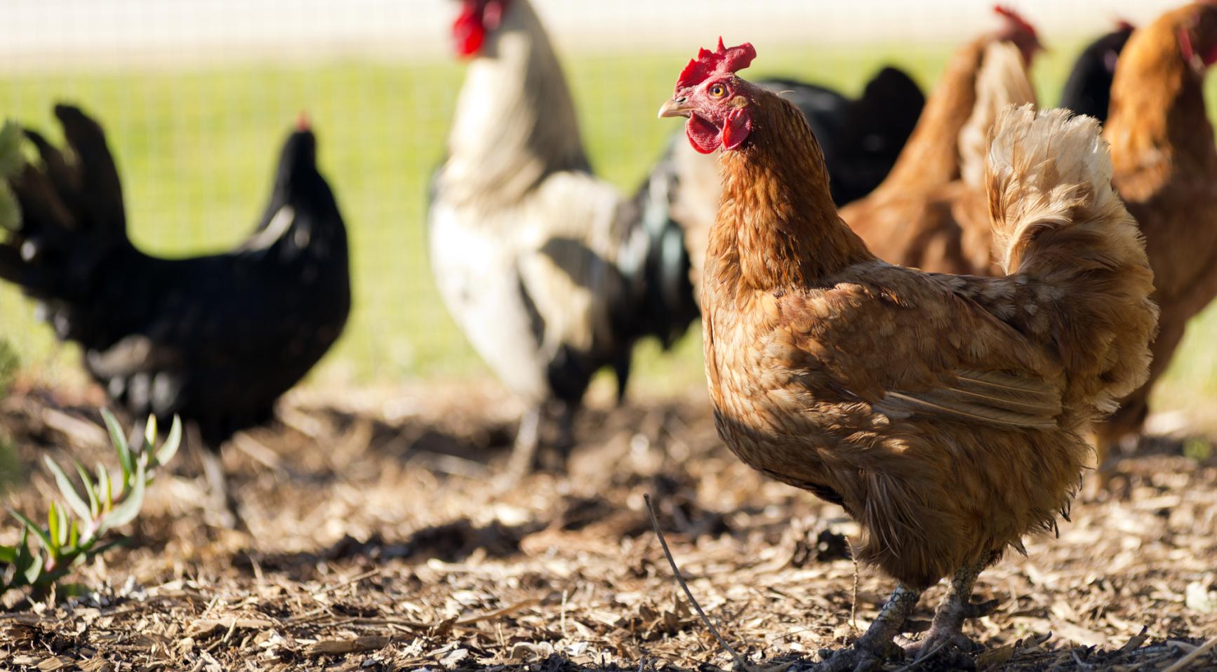 Nederlandse autoriteiten ontvangen meer dan 700 meldingen van dierenleed door hitte deze zomer