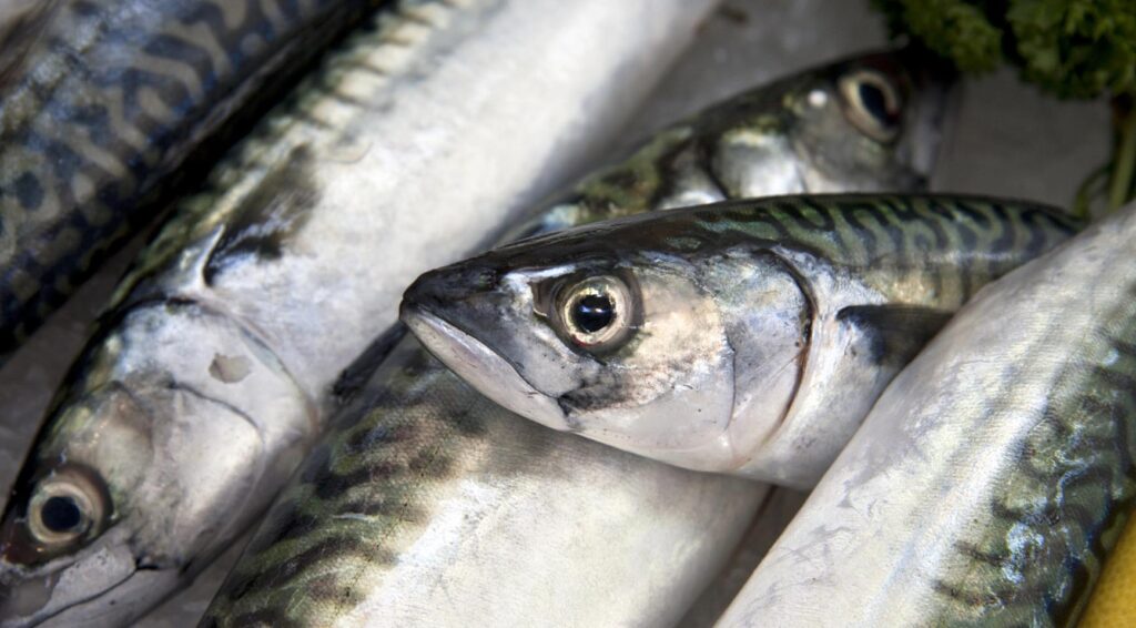 Nederlandse supermarkten stoppen met verkoop van Atlantische makreel door zorgen over overbevissing