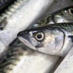 Nederlandse supermarkten stoppen met verkoop van Atlantische makreel door zorgen over overbevissing