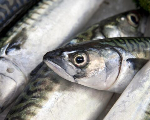 Nederlandse supermarkten stoppen met verkoop van Atlantische makreel door zorgen over overbevissing