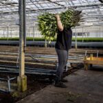 Partijen streven naar beperking arbeidsmigratie zonder economische schade