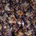 Plannen voor asielopvang in Vlaardingen vertraagd door vleermuizen in het gebouw