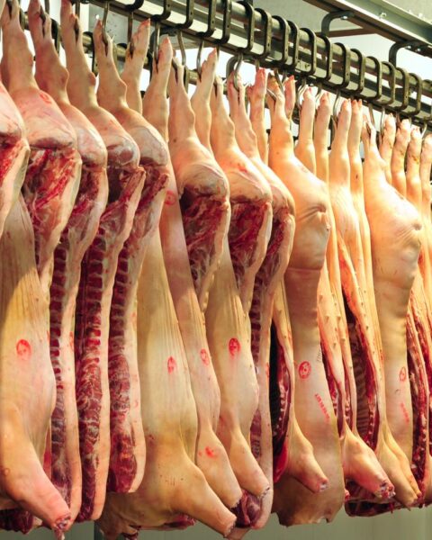 Raad van State steunt wetsvoorstel ter vermindering van dierenleed bij rituele slacht