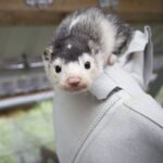 Rechter oordeelt dat nertsenfokkers extra compensatie ontvangen na sluiting door coronamaatregelen