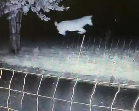 Rechter verbiedt Gelderland om wolf in Barneveld af te schieten na aanvallen op schapen