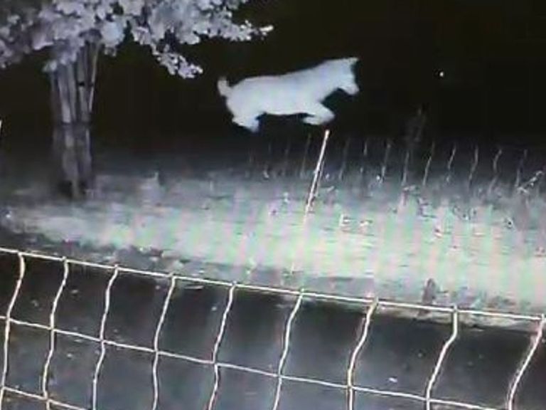 Rechter verbiedt Gelderland om wolf in Barneveld af te schieten na aanvallen op schapen