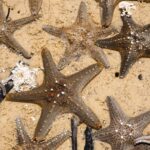 Tienduizenden sterren uit de zee spoelen aan op Nederlandse stranden na storm van afgelopen weekend