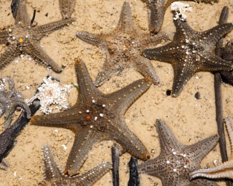 Tienduizenden sterren uit de zee spoelen aan op Nederlandse stranden na storm van afgelopen weekend