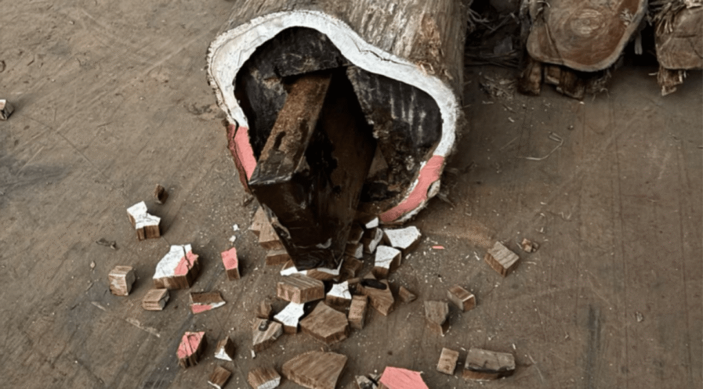 Verdachten ontkennen kennis van 400 kilo cocaïne verstopt in boomstammen