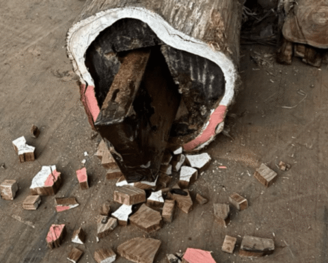 Verdachten ontkennen kennis van 400 kilo cocaïne verstopt in boomstammen