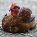 Vervoersverbod voor boeren in Baarle-Nassau na vogelgriepuitbraak in België