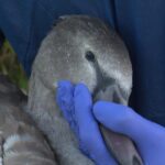 Vogelgriep ontdekt bij wilde vogels in Flevoland en het noorden van Nederland