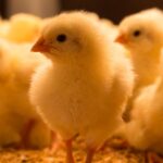 Vogelgriep ontdekt op boerderij in Drenthe; eerste melding sinds maart