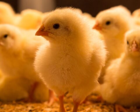 Vogelgriep ontdekt op boerderij in Drenthe; eerste melding sinds maart