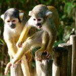 Wildlands Emmen verhuist acht doodshoofdaapjes naar ZooParc Overloon