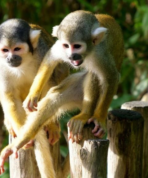 Wildlands Emmen verhuist acht doodshoofdaapjes naar ZooParc Overloon