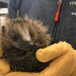 Wildopvang in Utrecht overbelast door toestroom van jonge egels