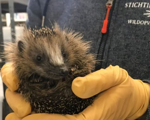 Wildopvang in Utrecht overbelast door toestroom van jonge egels