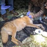 Wolf en prooi in De Hoge Veluwe krijgen zendermelders voor onderzoek