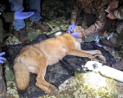 Wolf en prooi in De Hoge Veluwe krijgen zendermelders voor onderzoek
