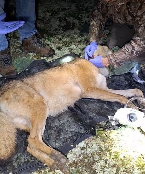 Wolf en prooi in De Hoge Veluwe krijgen zendermelders voor onderzoek