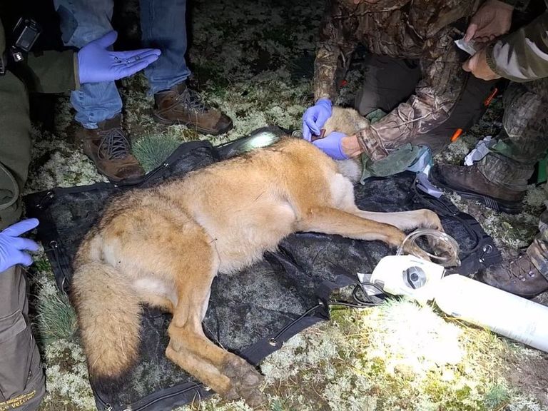 Wolf en prooi in De Hoge Veluwe krijgen zendermelders voor onderzoek