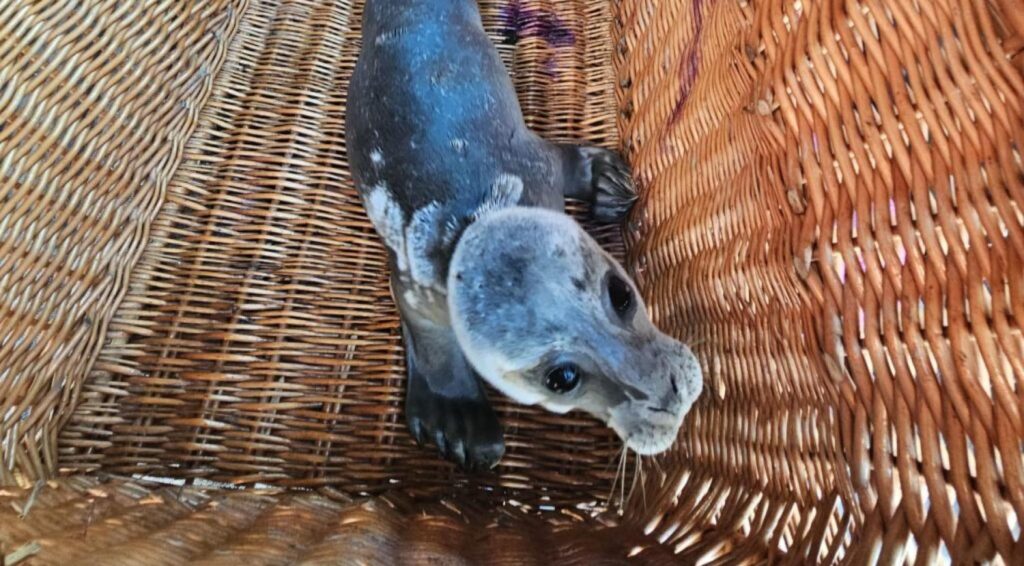 Zeehondenpup gevonden op illegaal feest in Groningen klaar voor vrijlating na herstel