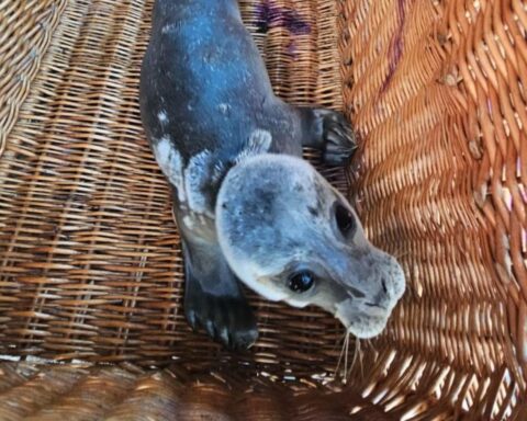 Zeehondenpup gevonden op illegaal feest in Groningen klaar voor vrijlating na herstel