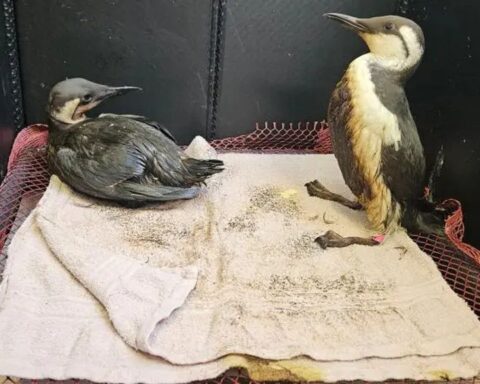 Zeevogels in Texel en Den Helder met olie bevlekt: kustwacht onderzoekt oorzaak