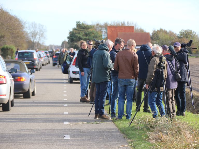 Zeldzame giervalk trekt massaal vogelaars naar Texel en zorgt voor verkeersdrukte