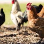 16.000 kippen geruimd op boerderij in Streefkerk door vogels ziek van vogelgriep