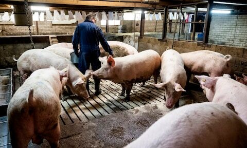 19.000 euro compensatie na ontslag wegens geloof binnen drie dagen in dienst