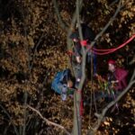 Activisten verlaten bomen langs de A2 na uitstel van kap door Rijkswaterstaat