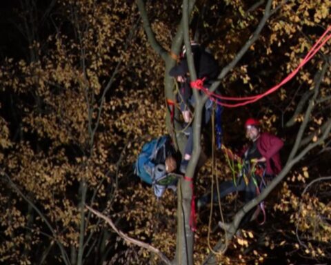 Activisten verlaten bomen langs de A2 na uitstel van kap door Rijkswaterstaat