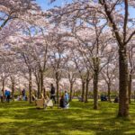 Amsterdam vervangt 400 kersenbomen in Bloesempark in het Amsterdamse Bos